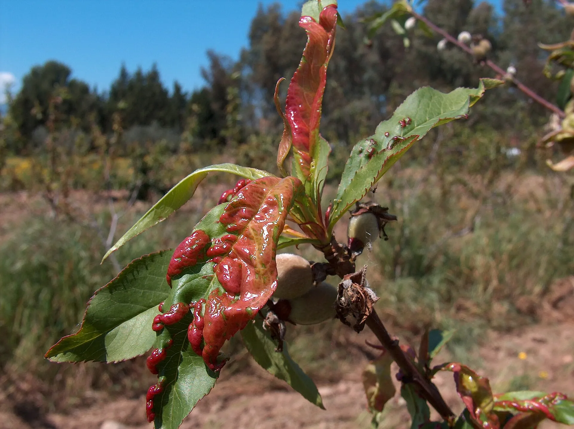 Abolladura en melocotonero: hojas engrosadas, rizadas y rojizas.