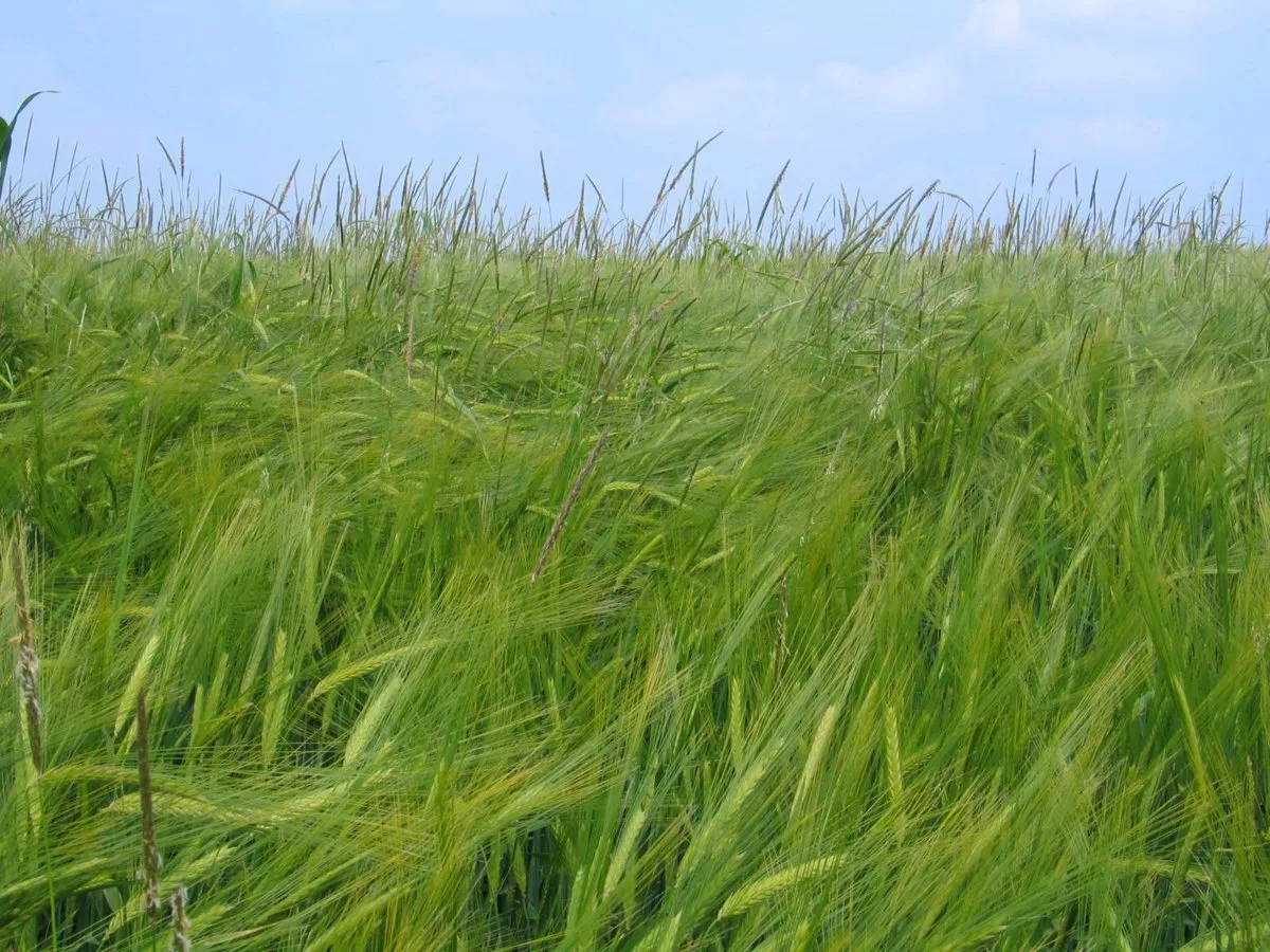 Blackgrass seed heads standing above a barley crop.