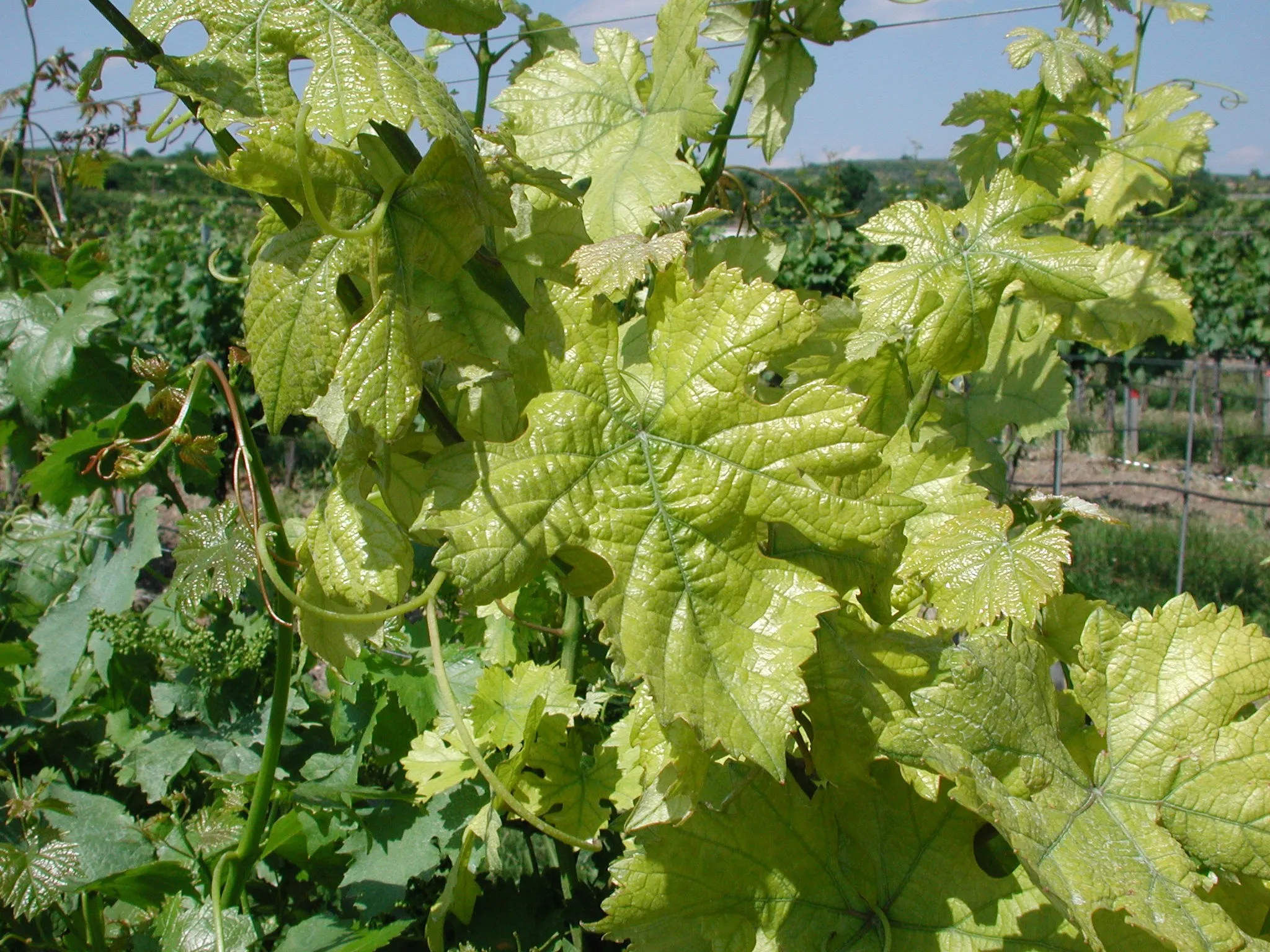 Chlorose ferrique sur vigne : jeunes feuilles jaunes, avec les nervures vertes.