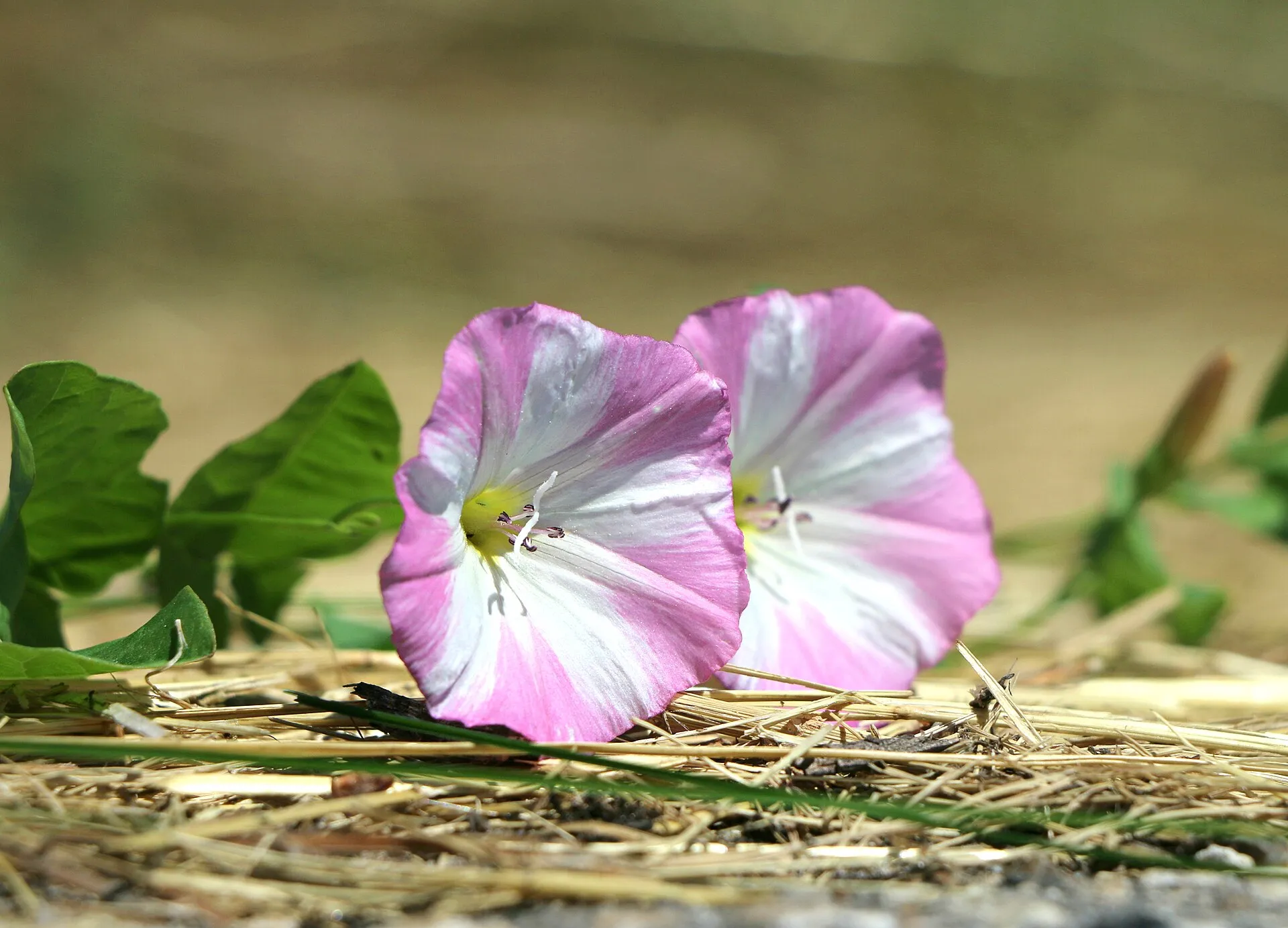 Correhuela: flores en embudo, blancas o rosadas, y hojas en punta de flecha.