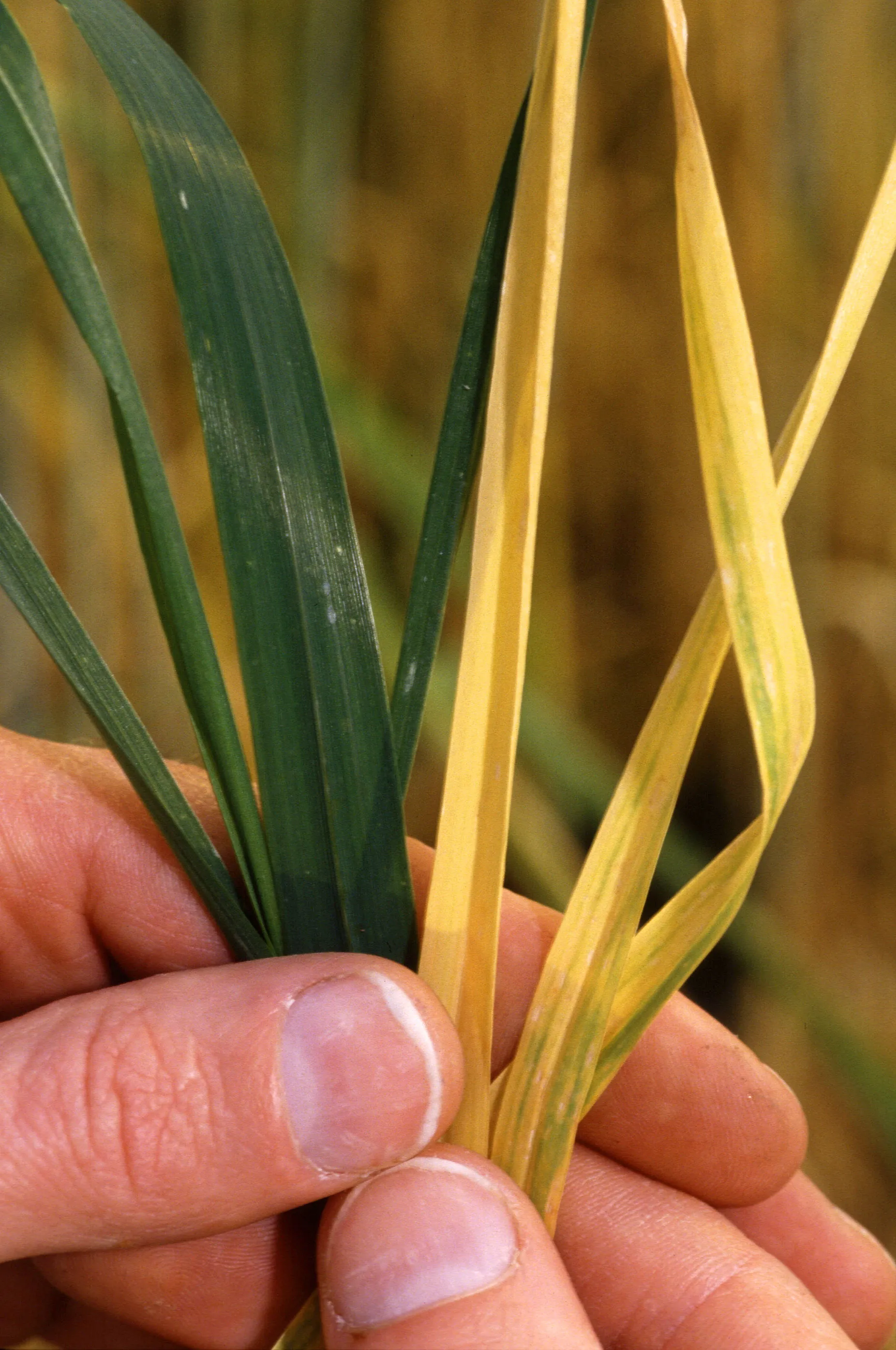 Hojas de trigo amarillas por el virus del enanismo amarillo.