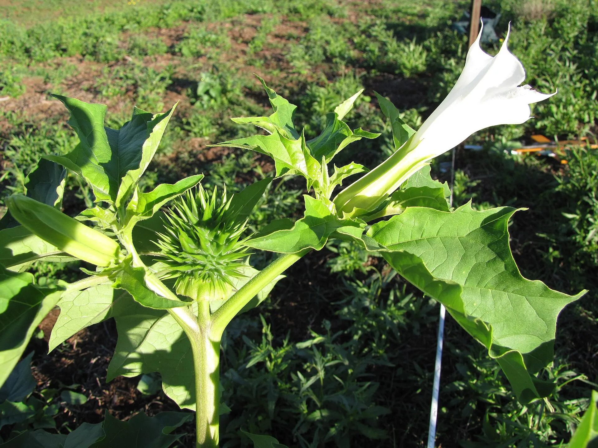 Estramonio con flor, fruto joven espinoso y hojas.