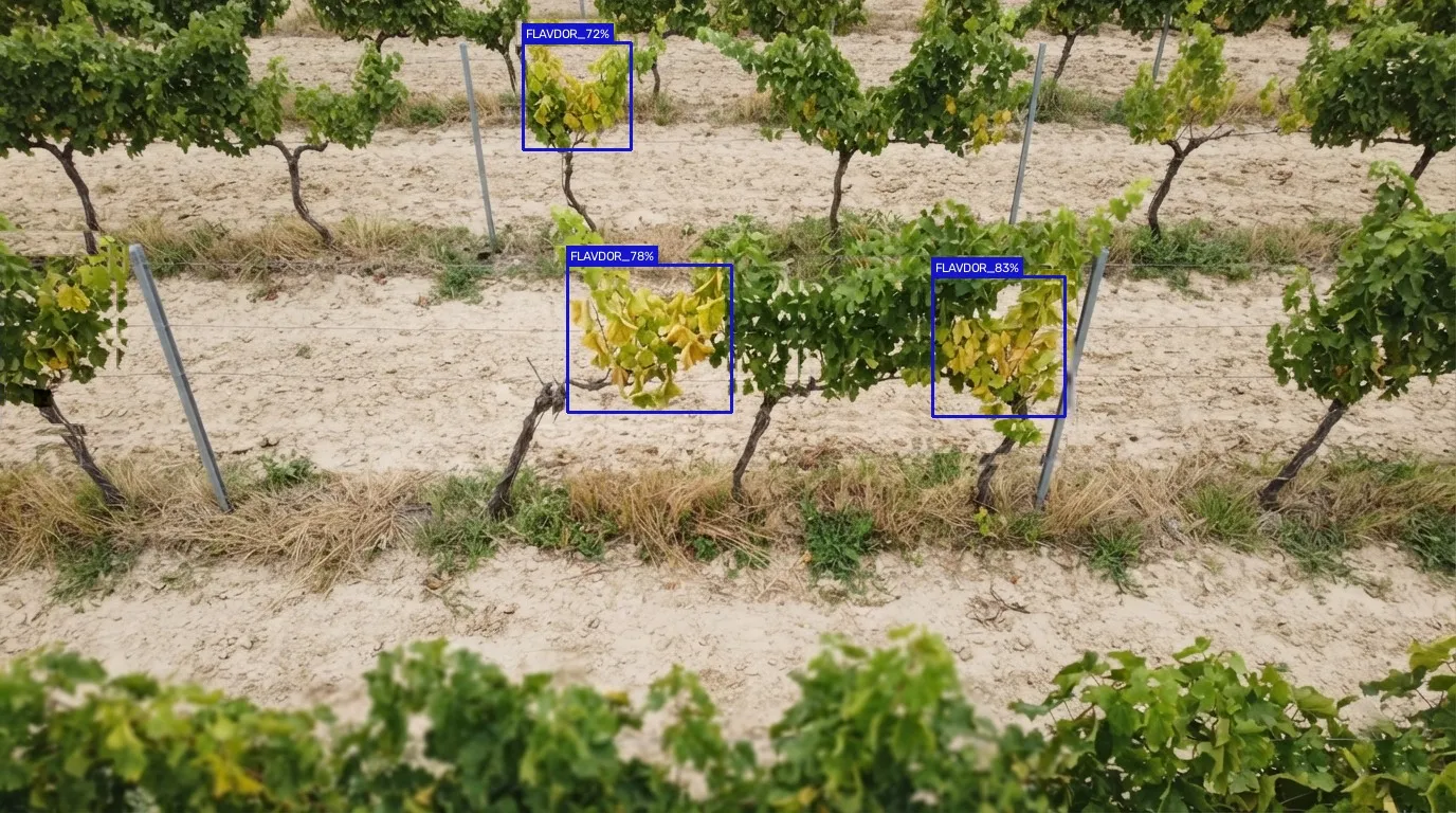Vue de drone d'une vigne palissée : trois taches de feuilles jaunes, chacune dans un cadre bleu, suspectes de flavescence dorée.
