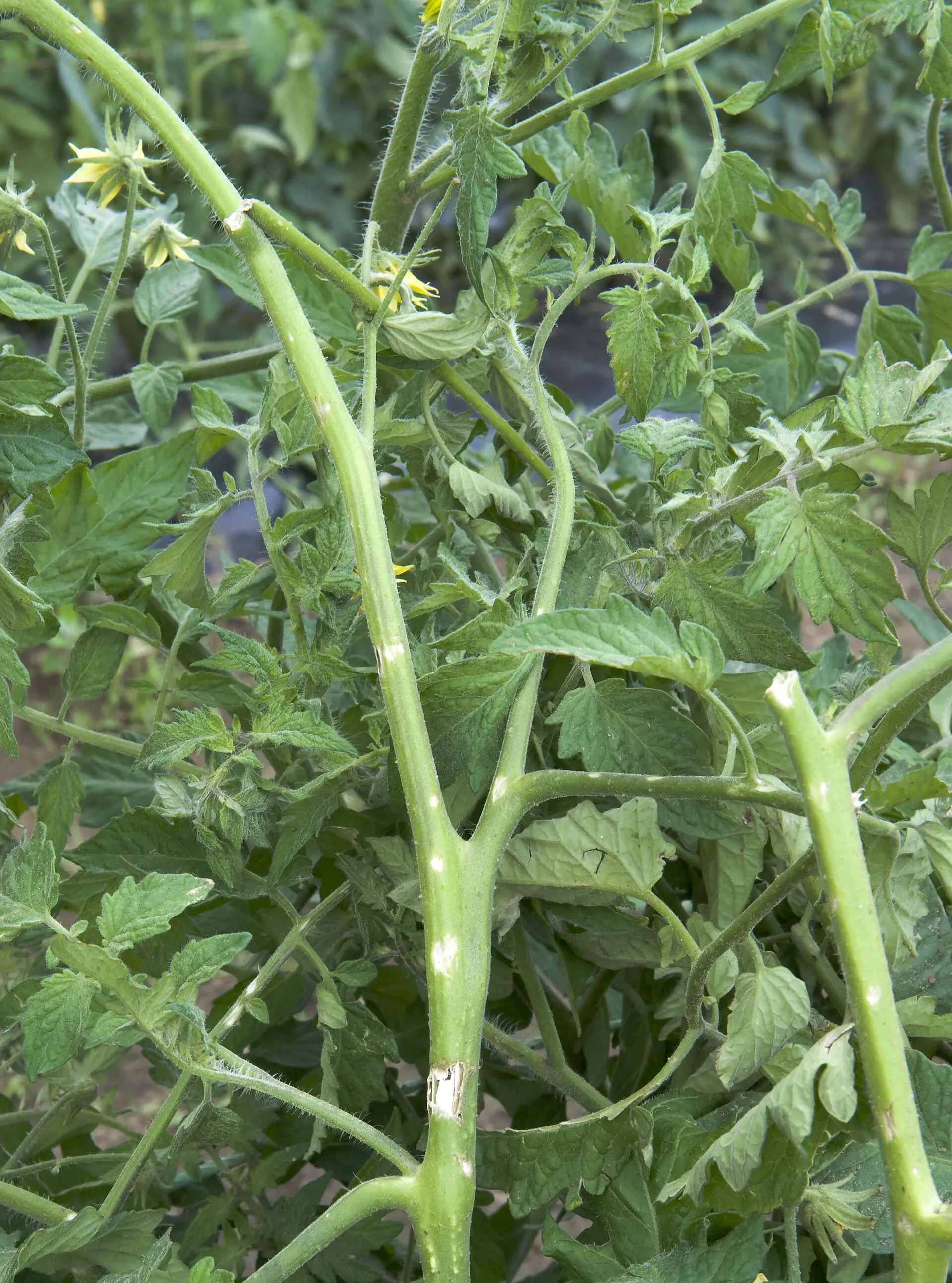 Tomateras dañadas por una granizada.