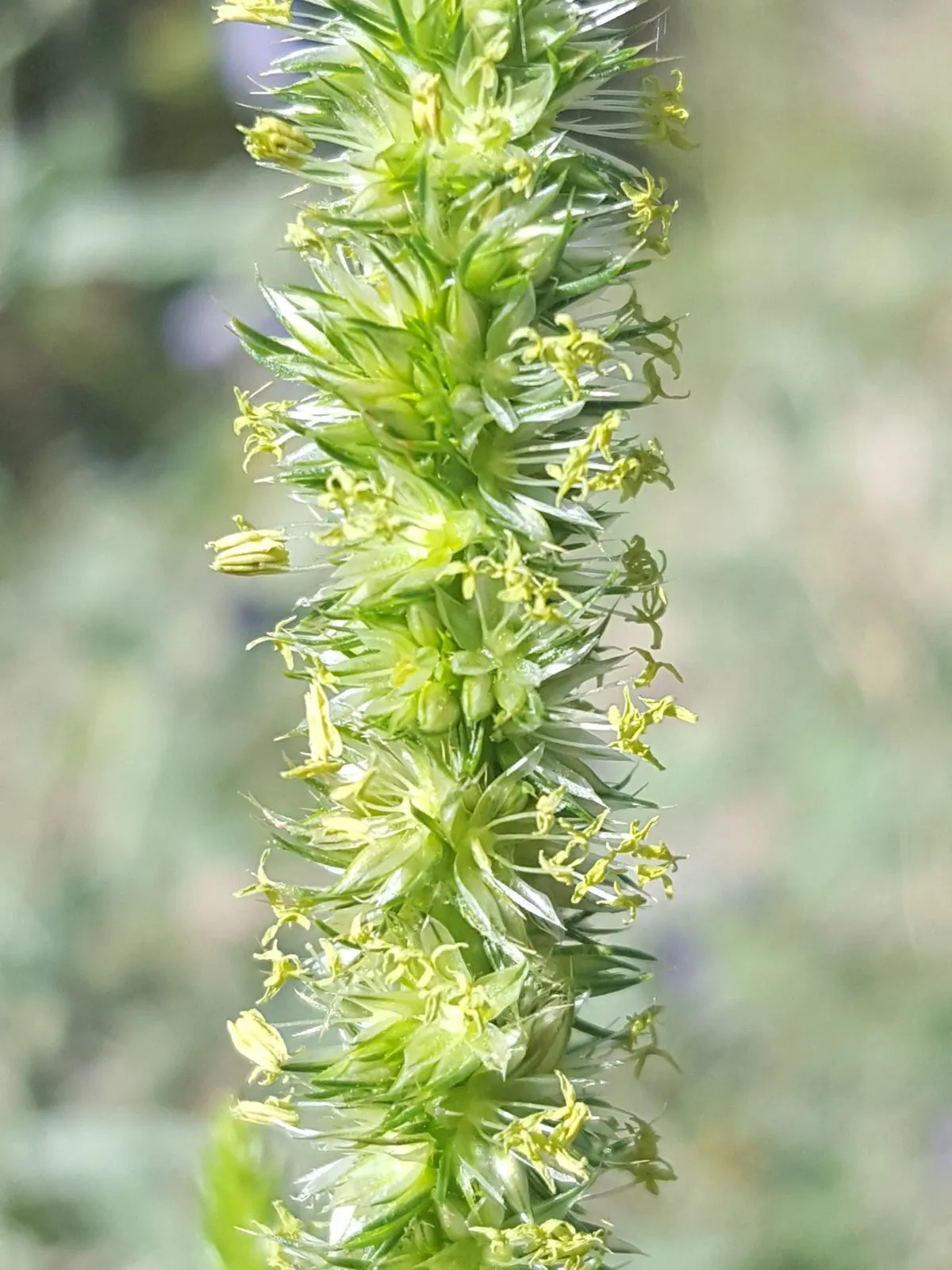 Close-up of a long Palmer amaranth seed head.