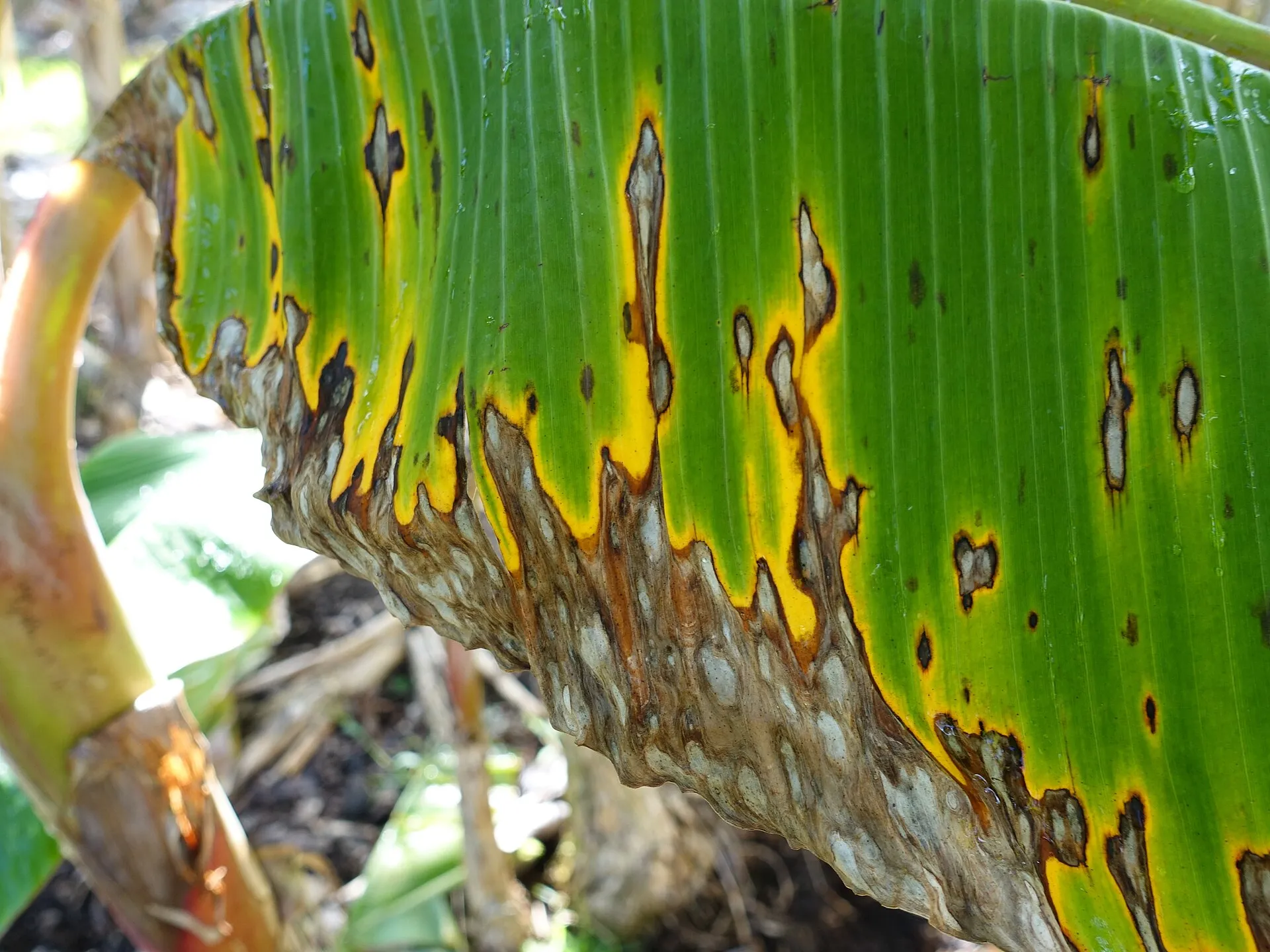 Hoja de plátano con las rayas y manchas de la sigatoka negra.