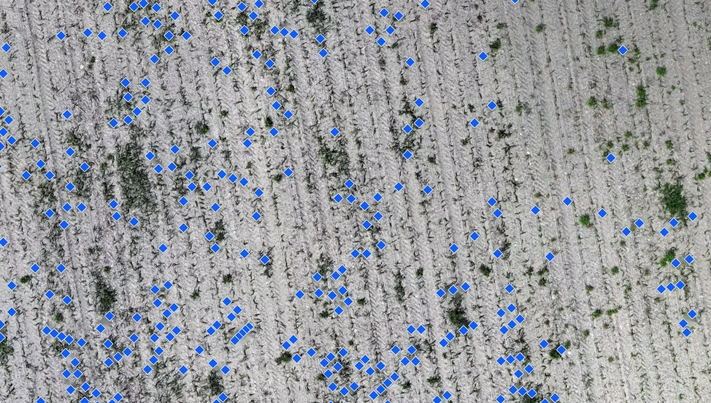 Vista desde el dron de un maíz recién nacido, con cada planta de sorgo de Alepo marcada con un rombo azul