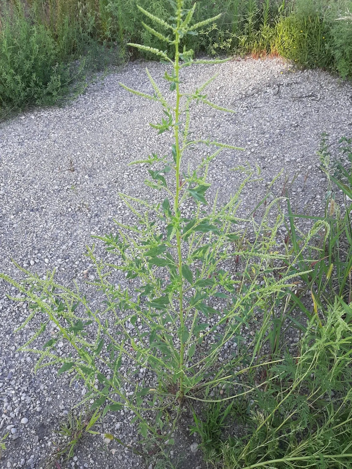 A waterhemp plant with slender seed spikes.