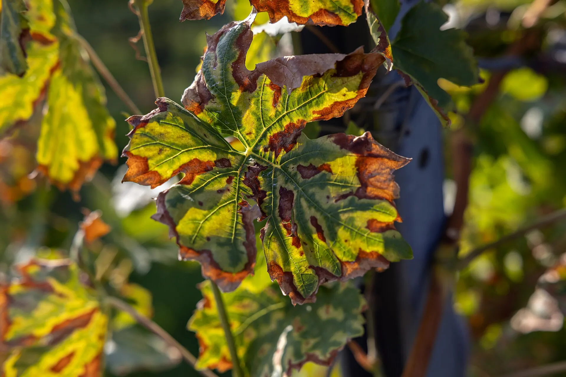 Feuille de vigne atteinte d’esca : taches jaunes et brunes entre les nervures, en tigrures.
